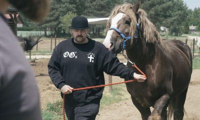 bedoes koń