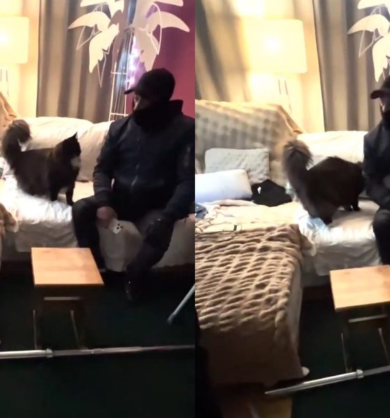 grande connection detektyw