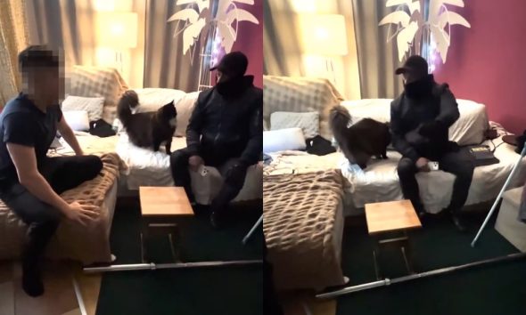 grande connection detektyw